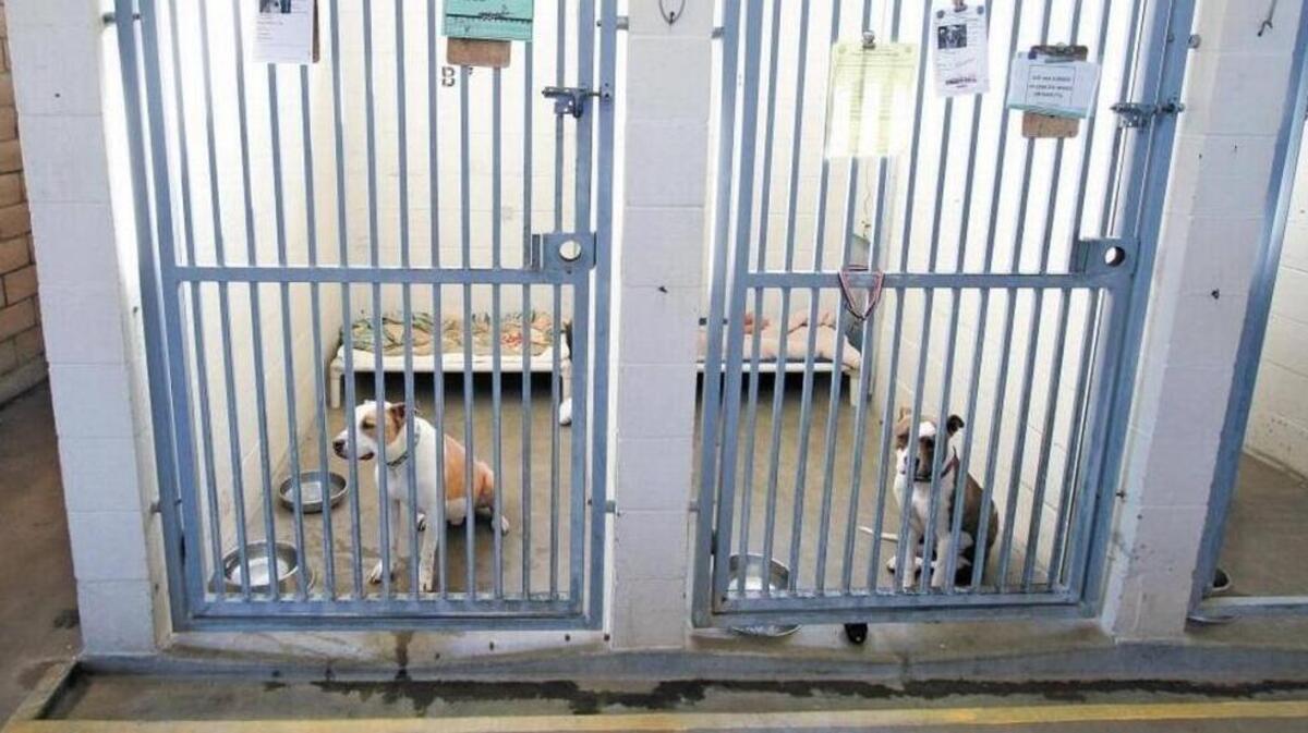 The county animal shelter, built in the 1970s on an old Camp San Luis Obispo landfill, is set to be replaced by a new facility.