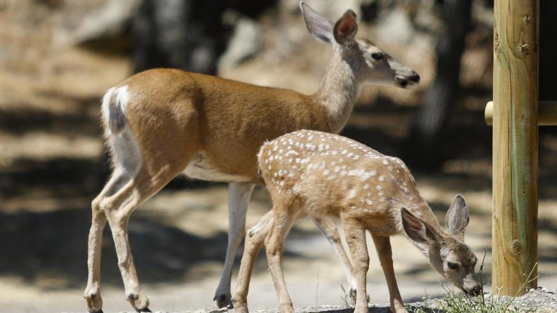 A doe and fawn browse for greenery at Lopez Lake in 2016.