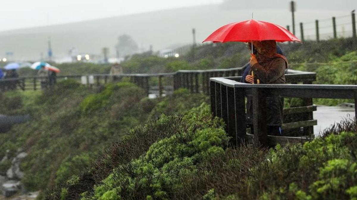 A woman watches the elephant seals at Piedras Blancas under the protection of an umbrella during a rainstorm on Jan. 4, 2017.