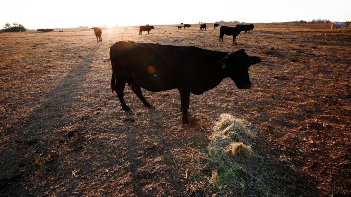 A cow walks towards a pile of hay to be fed, surrounded by dirt where ankle deep green grass use to be, in Dawson, Ala.