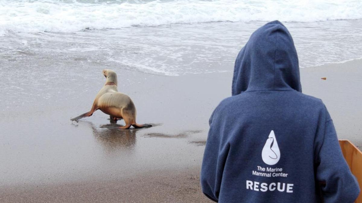 A volunteer watches as a rescued sea lions takes its final steps back toward the Pacific Ocean.