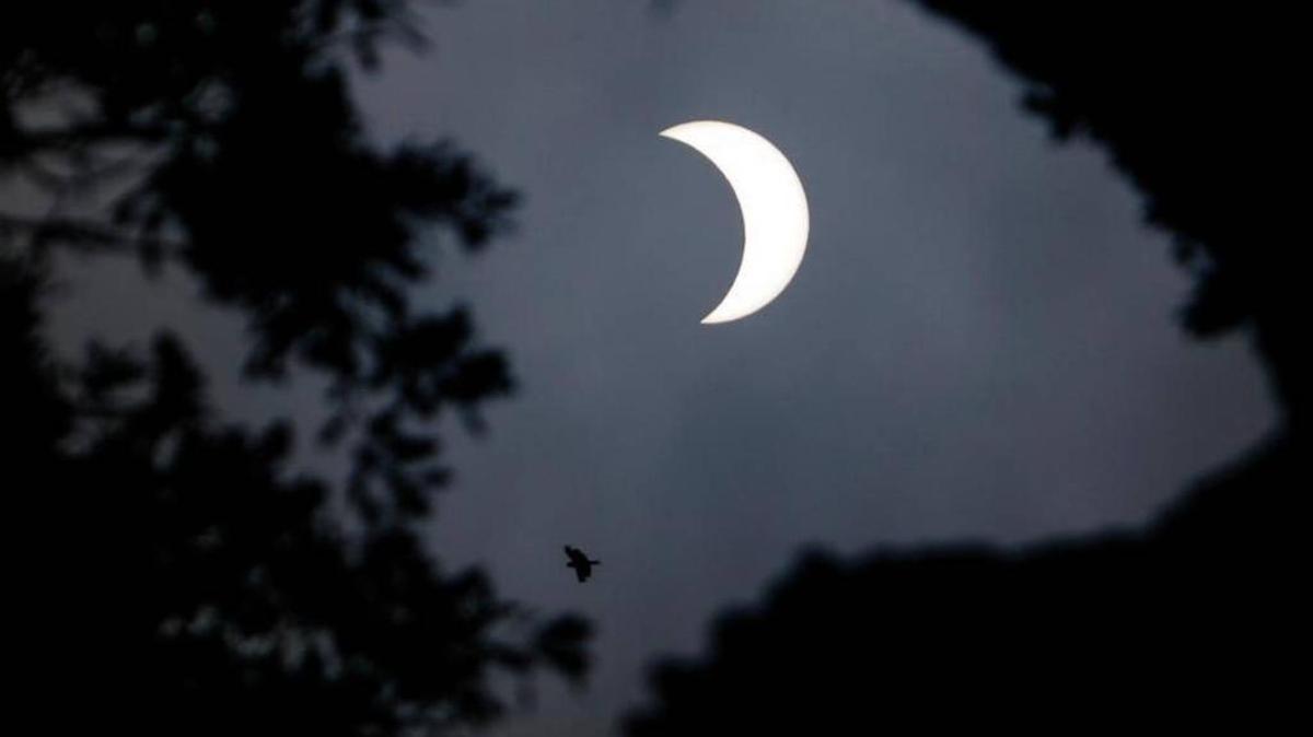 The partial solar eclipse is framed by an oak tree during an eclipse viewing party at the Atascadero Library.