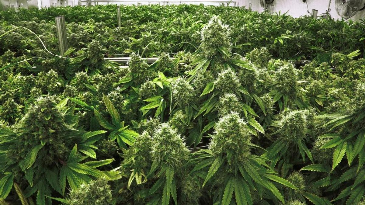 In this Sept. 15, 2015 file photo, marijuana plants are a few weeks away from harvest in the "Flower Room" at the Ataraxia medical marijuana cultivation center in Albion, Ill.