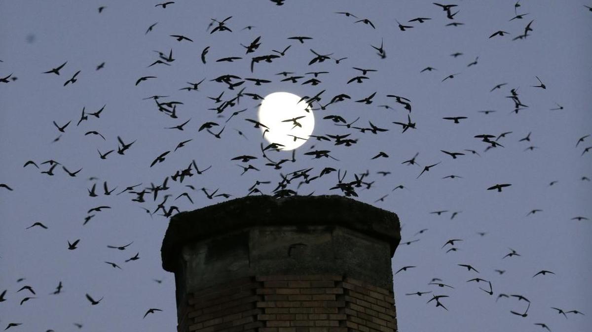 In this Tuesday, Sept. 13, 2016 photo, the moon is visible in the background as a multitude of migratory Vaux’s Swifts flock to roost for the night inside a large, brick chimney at Chapman Elementary School in Portland, Ore. Numbers of Vaux's Swifts are in decline.