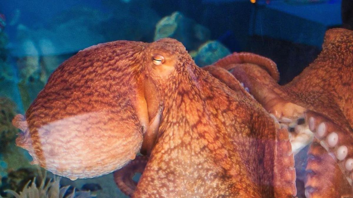 Joan, a young giant Pacific octopus, lived for about a year at the Central Coast Aquarium in Avila Beach. She was released back into the wild.