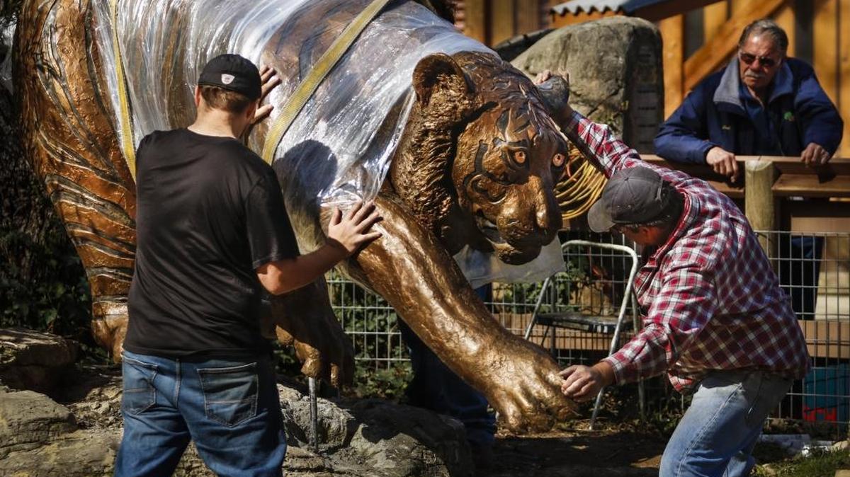 Jake Kemple, left, and his father John of Genesis Bronze, guide the bronze tiger that spent 25 years at the front of the Charles Paddock Zoo back into its place after being refreshed and refurbished at their shop in Paso Robles.
