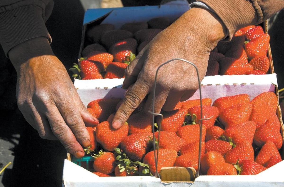 San Andreas variety strawberries are harvested at Hayashi fields in Oceano. Francisco Ventura places berries in a cardboard flat.