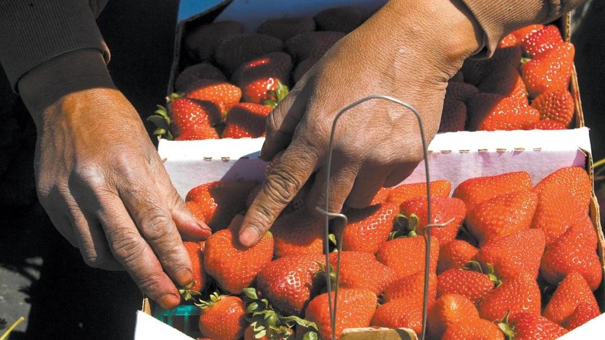 San Andreas variety strawberries are harvested at Hayashi fields in Oceano. Francisco Ventura places berries in a cardboard flat.