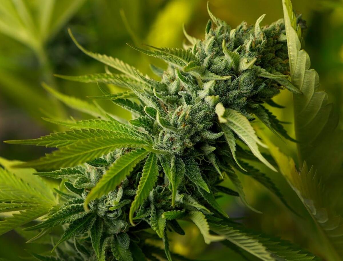 A flower grows on a marijuana plant at Megan's Organic Market's marijuana farm in Los Osos. The city of San Luis Obispo passed its draft cannabis laws on Tuesday.