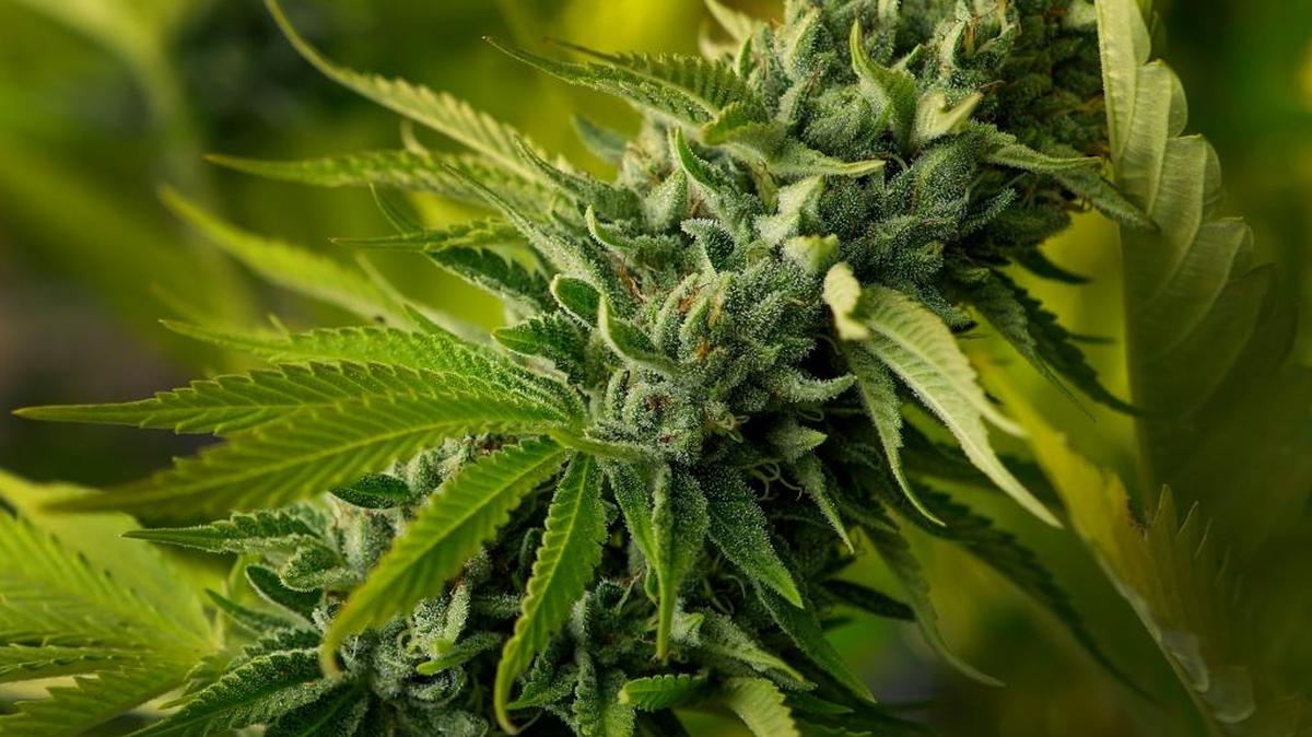 A flower grows on a marijuana plant at Megan's Organic Market's marijuana farm in Los Osos. The city of San Luis Obispo passed its draft cannabis laws on Tuesday.