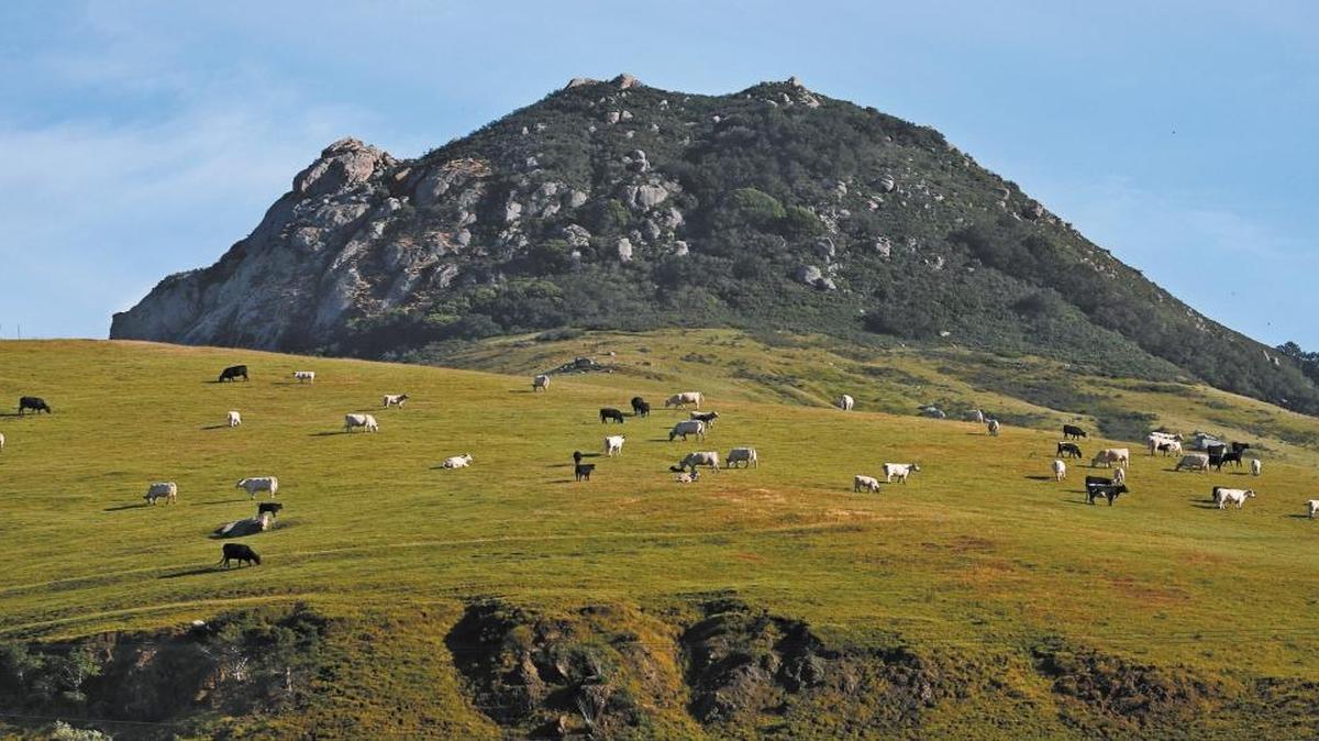 Cattle graze in a feild near Bishop Peak in San Luis Obispo.