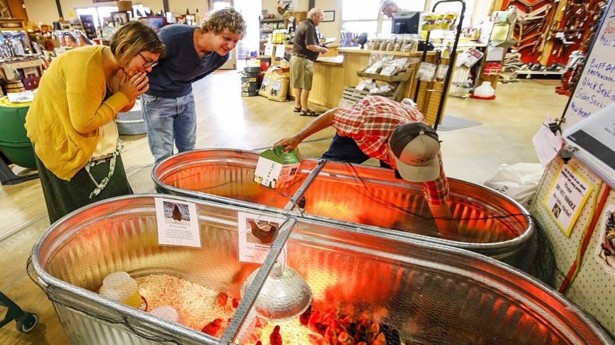 Friends Megan Souza and Scott Caldwell of Los Osos buy some baby chicks with the help of Dick Gularte at the Farm Supply Company’s San Luis Obispo store in May 2016.