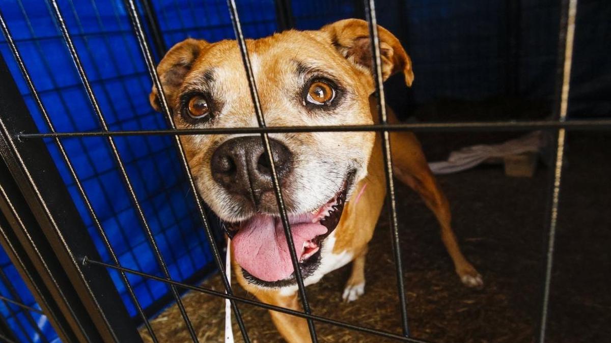 One of the 46 dogs seized from an Atascadero home are being housed at the Animal Services Center in a FEMA-like tent behind the kennel in the livestock area.