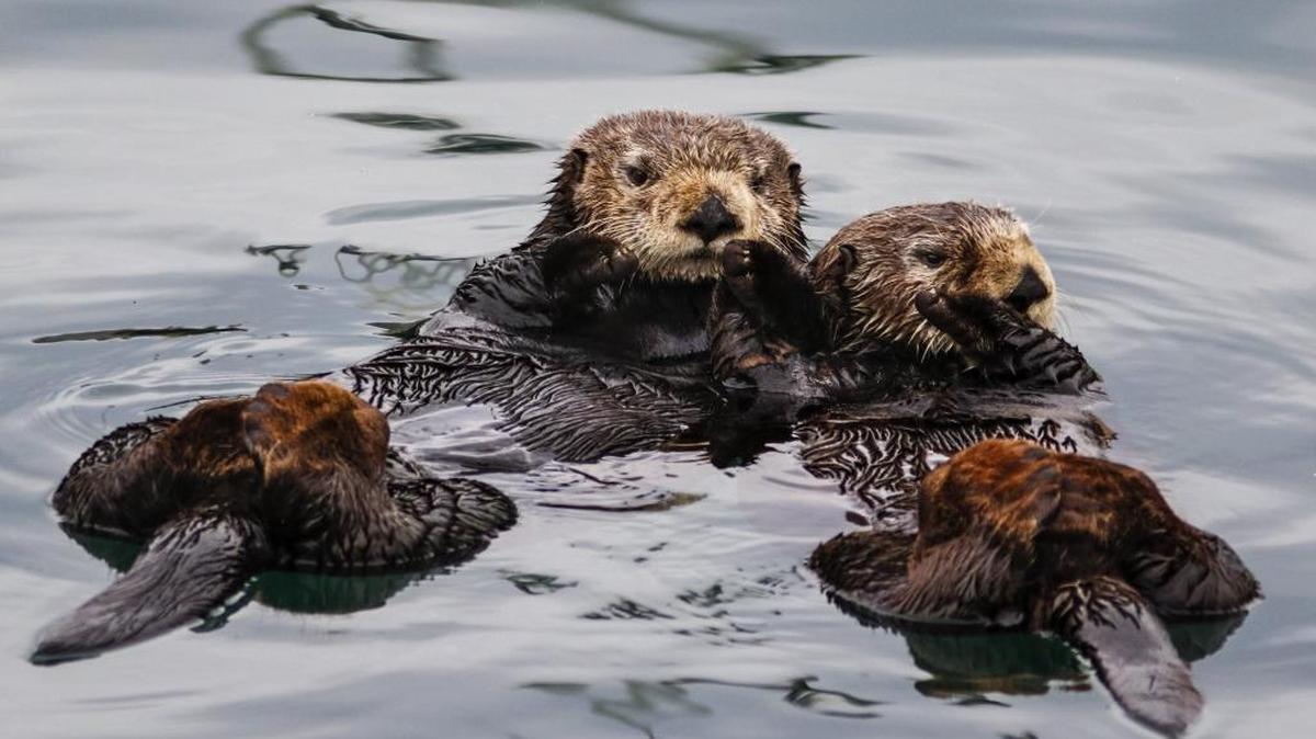 It is a common misconception, Mike Stiles writes, that predators, such as sea otters, are bad for the ecosystem, when, in fact, the opposite is true.