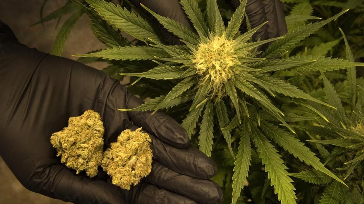 View of the cured and finished buds as well as growing medical marijuana plants propagated at Josh Gender's medical marijuana growing operation in Washington, DC on September 7, 2016.