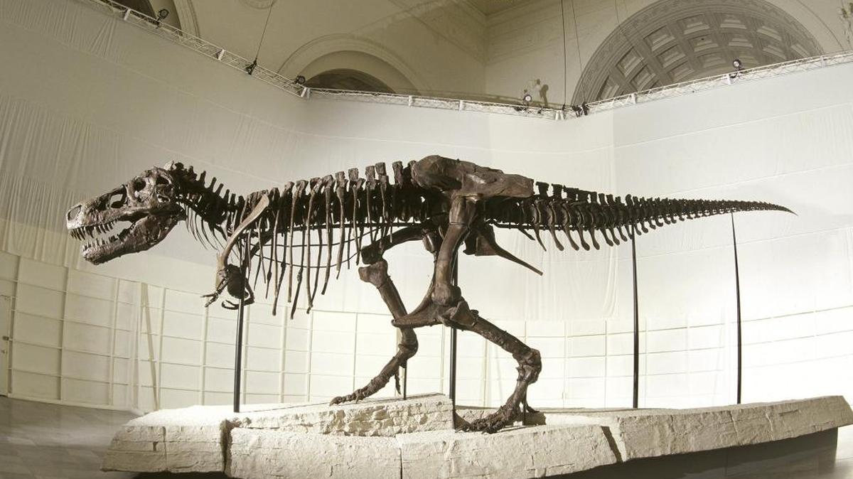 The T. rex skeleton will be on display at the Santa Barbara Museum of Natural History until Sept. 11.