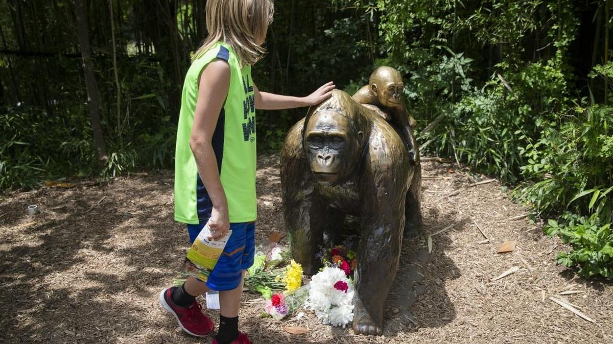 A child touches the head of a gorilla statue where flowers have been placed outside the Gorilla World exhibit at the Cincinnati Zoo & Botanical Garden, Sunday, May 29, 2016, in Cincinnati. A special zoo response team shot and killed Harambe, a 17-year-old gorilla, that grabbed and dragged a 4-year-old boy who fell into the gorilla exhibit moat.