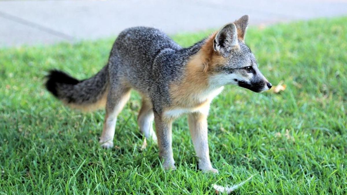 The fox that was living in the Arroyo Grande Village.