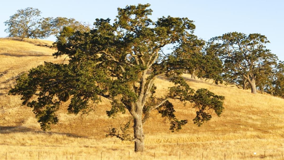 Oak trees shortly after sunrise off Highway 101.