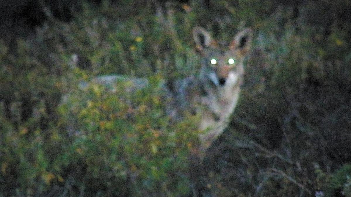 In the darkness of the early morning, a coyote — eyes glowing — watches a walker at the Elfin Forest.