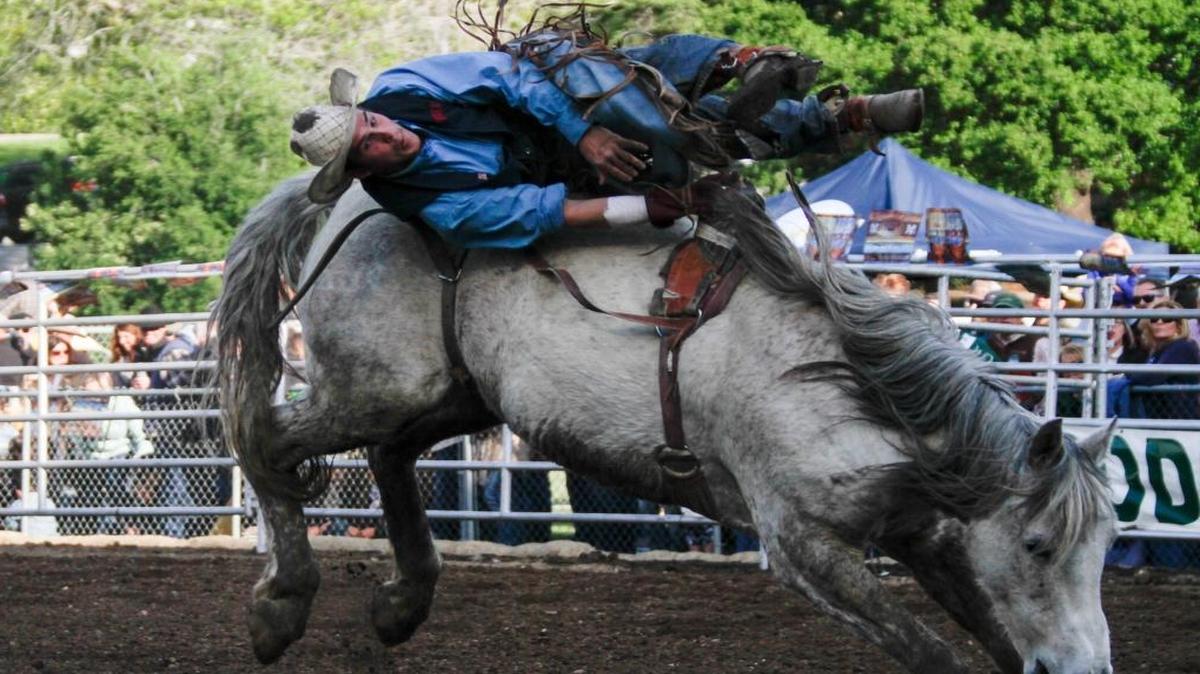 A West Hills College bronc rider competes at the 77th annual Poly Royal Rodeo.