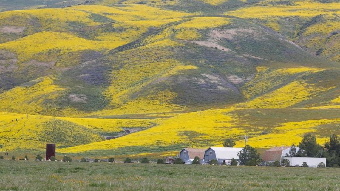 Temblor Range near Seven Mile Road. Wildflower tour along Highway 58 to California Valley, Carrizo Plain.