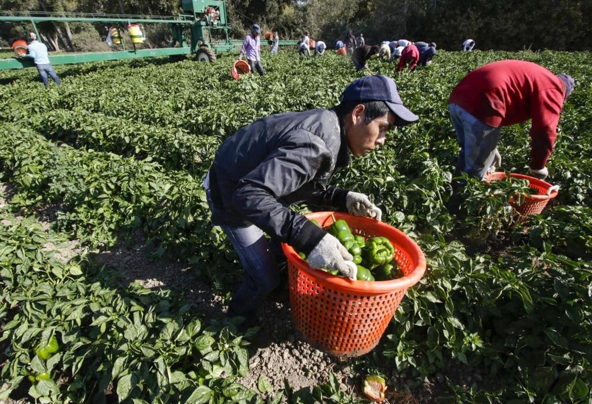 In this 2016 file photo, farm workers at Talley Farms in Arroyo Grande, including Nestor Mendia in front, harvest bell peppers.