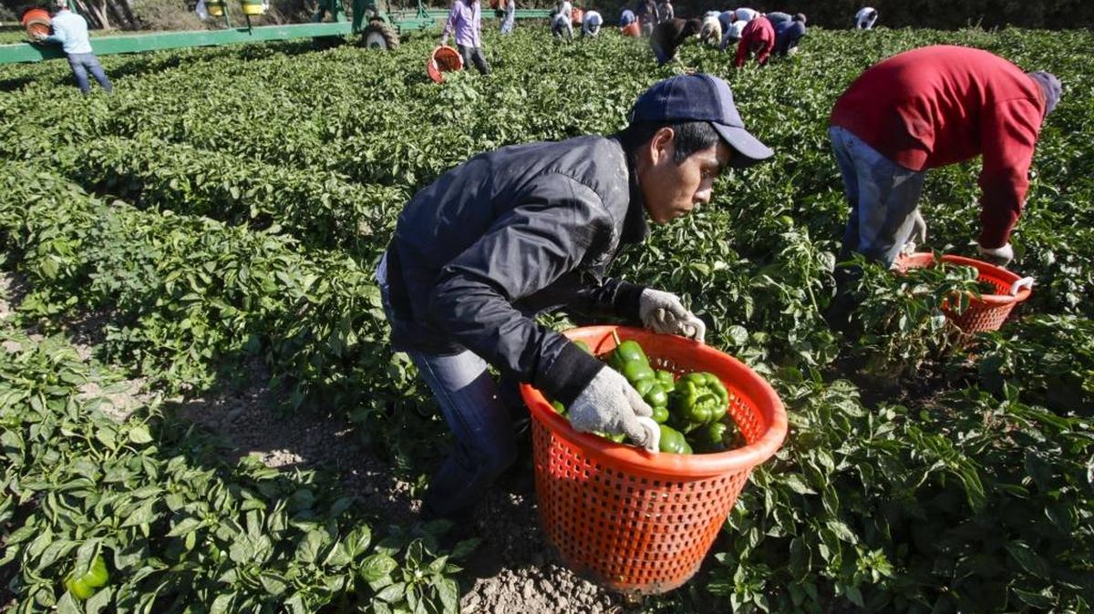 In this 2016 file photo, farm workers at Talley Farms in Arroyo Grande, including Nestor Mendia in front, harvest bell peppers.