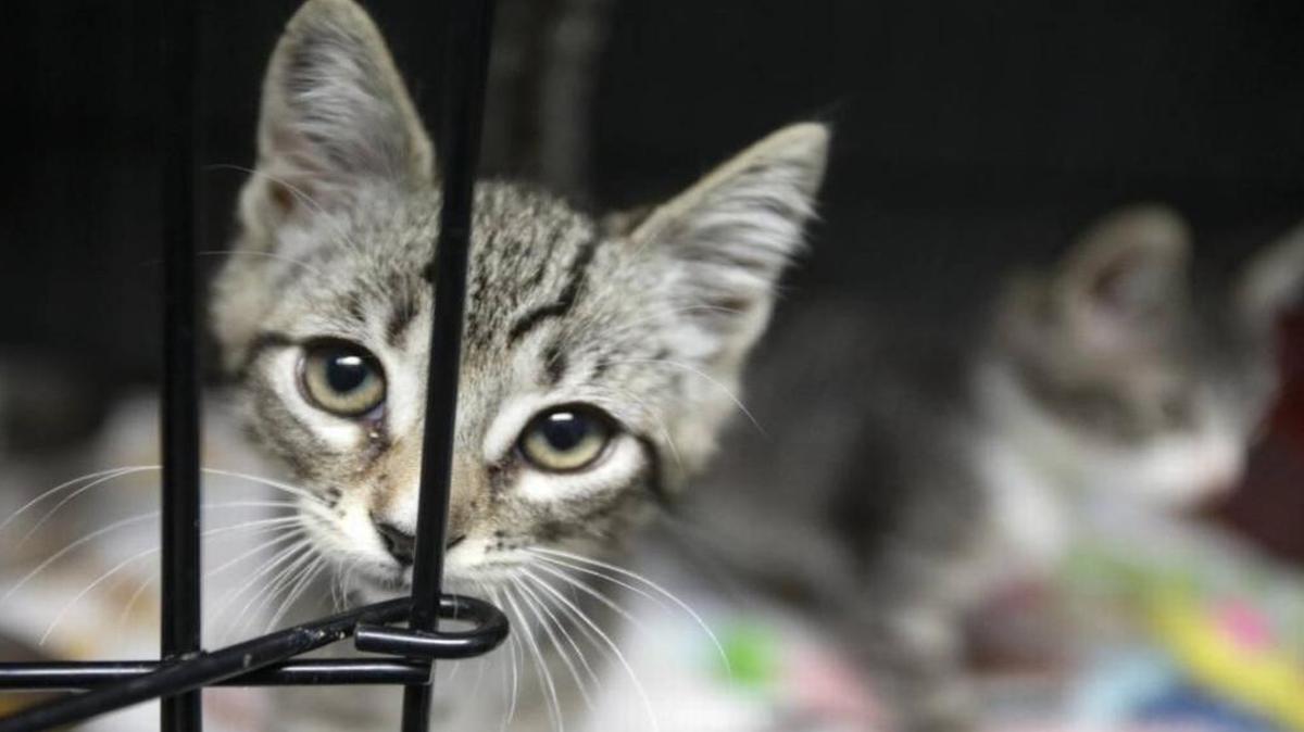 Lester, left, and Liam were adopted from Woods Humane Society North County in Atascadero, the region’s only animal shelter.
