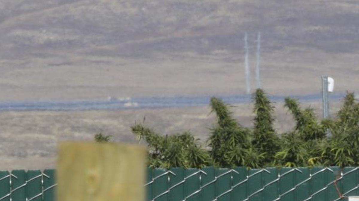 California Valley saw an explosive growth in marijuana cultivation this summer.