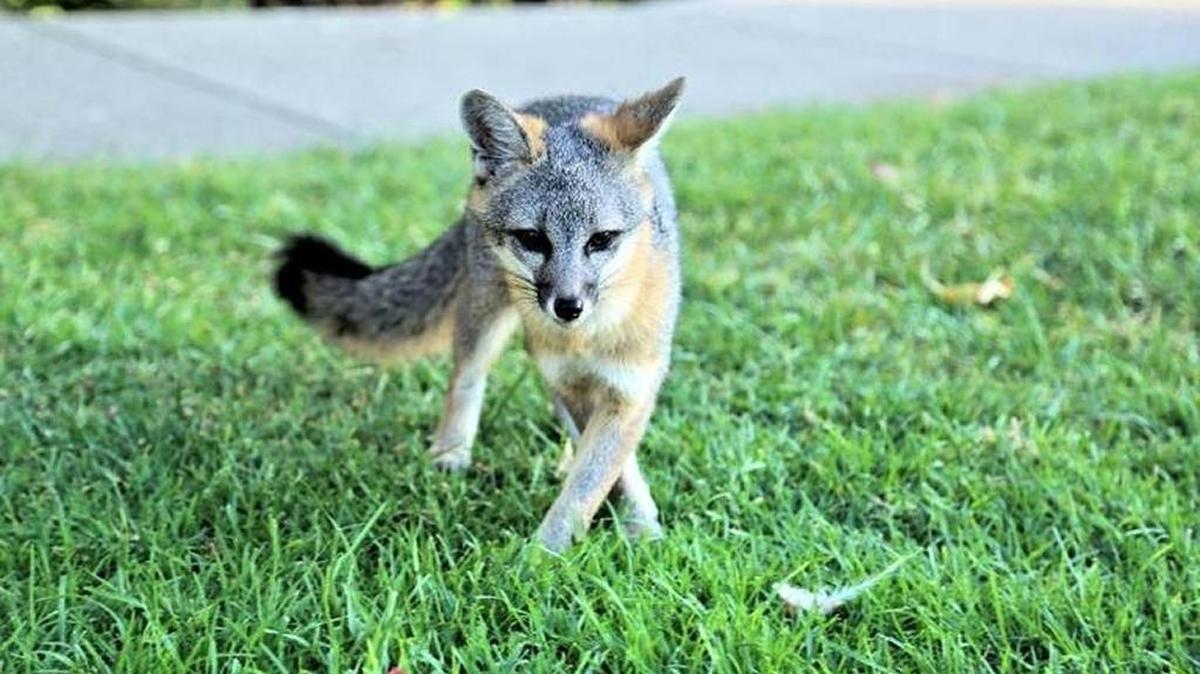 Arroyo Grande fox