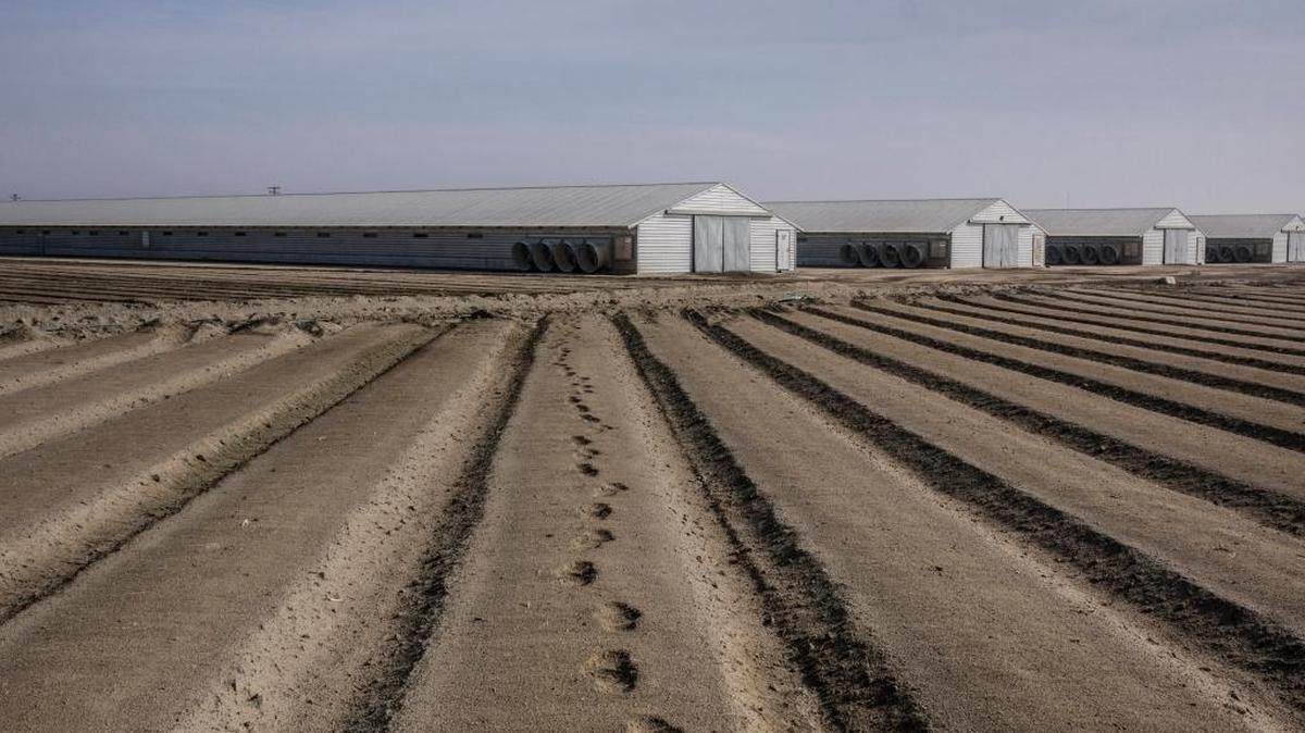 Tracks pass through an arid and abandoned tomato field near a chicken farm in Helm in Fresno County in 2014.