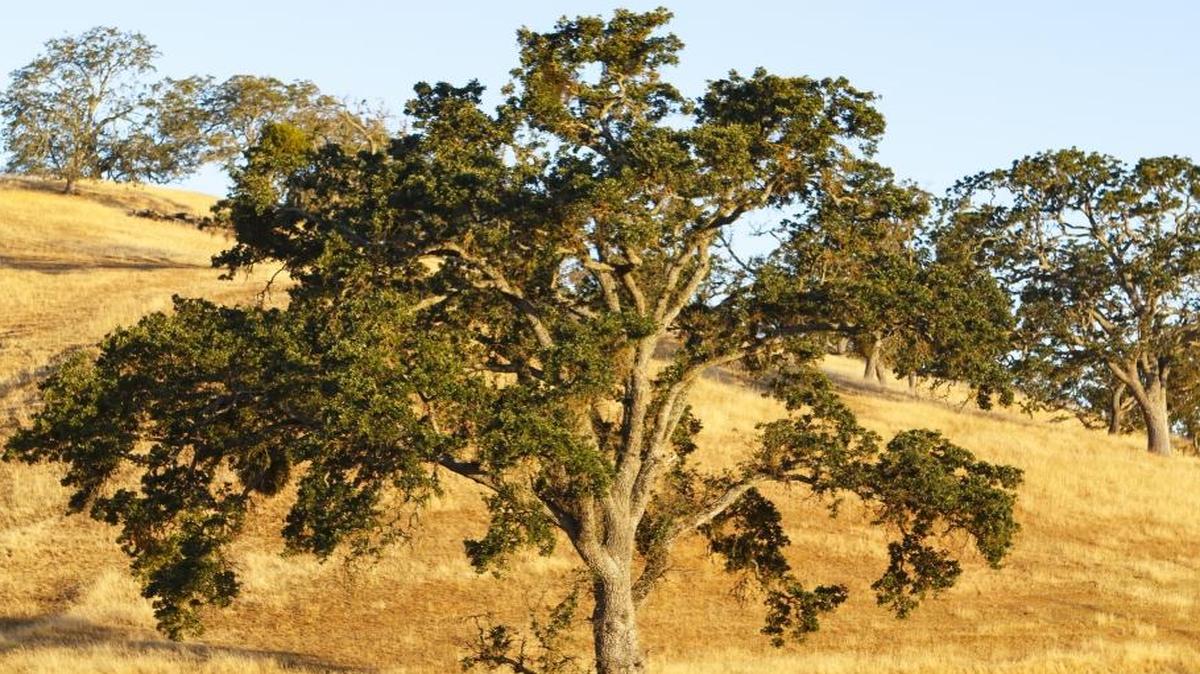 Oak trees shortly after sunrise on the Spanish Oaks ranch next to Highway 101.