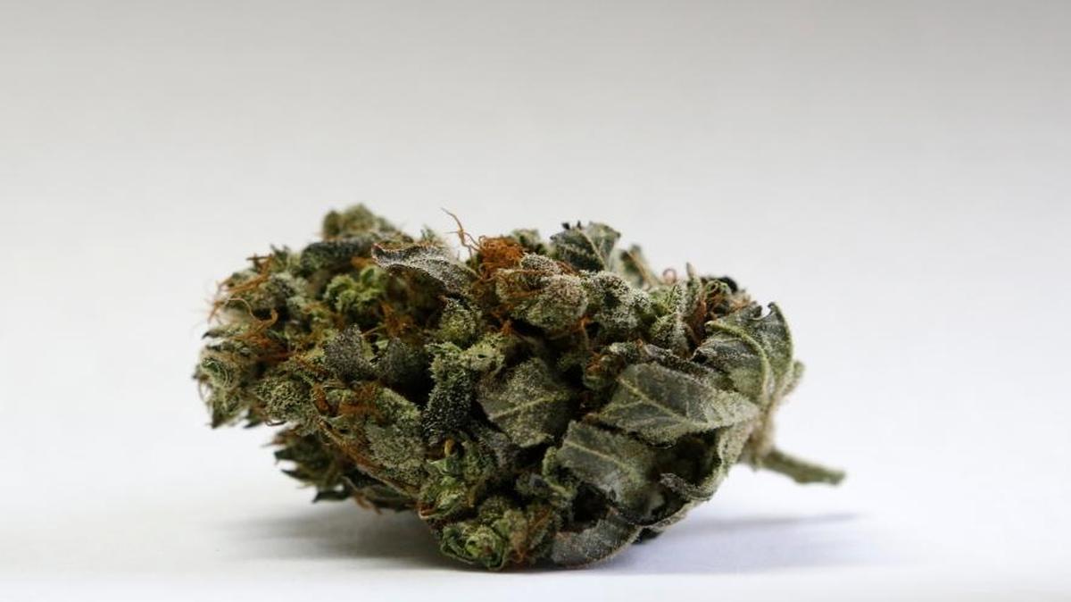 A marijuana bud is seen at a medical marijuana facility in Unity, Maine. Californians are voting on whether to legalize recreational marijuana on Nov. 8.