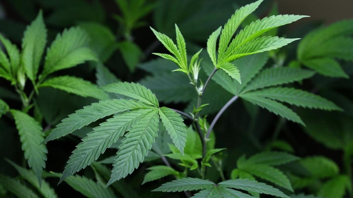 Marijuana clone plants that are used to grow medical marijuana are displayed under a light at a medical marijuana cooperative in Seattle.