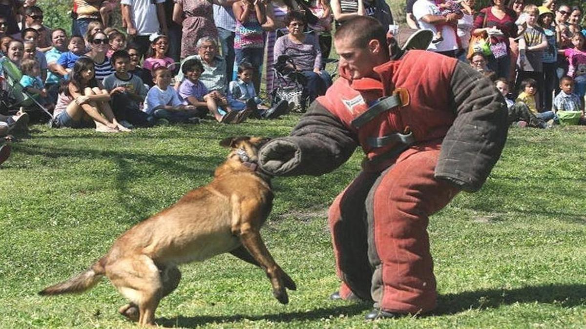Alex Geiger performs L-9 training exercises in a bite-proof suit with a dog in Hanford in 2013. Geiger worked as a Grover Beach police officer in December when his personal dog — his former partner at a previous department — attacked two neighbors, killing one of them.