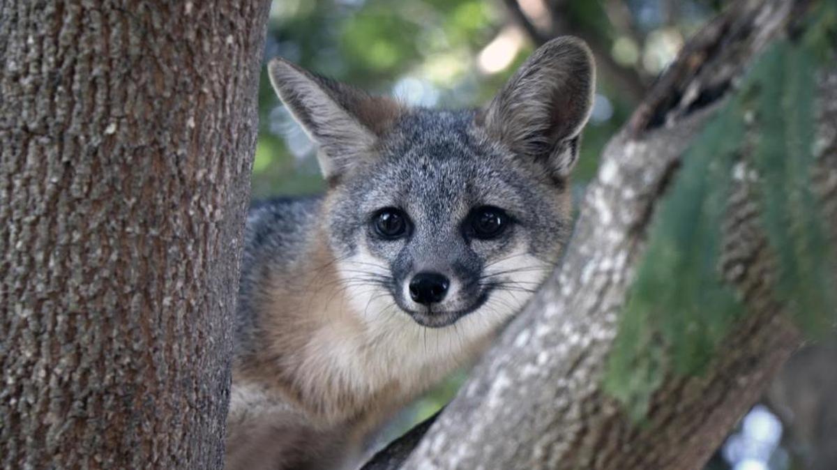 The little fox that made its home in the Arroyo Grande Village.