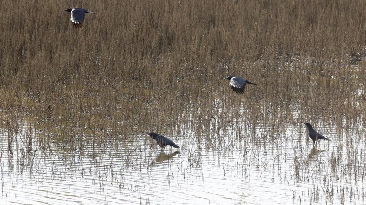 Ravens walk on the shallow center of Laguna Lake in January 2016.
