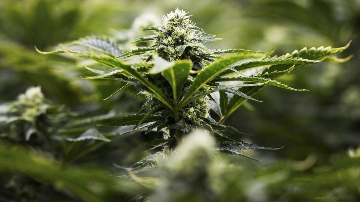 Marijuana growing at a facility in Markham, Ontario.