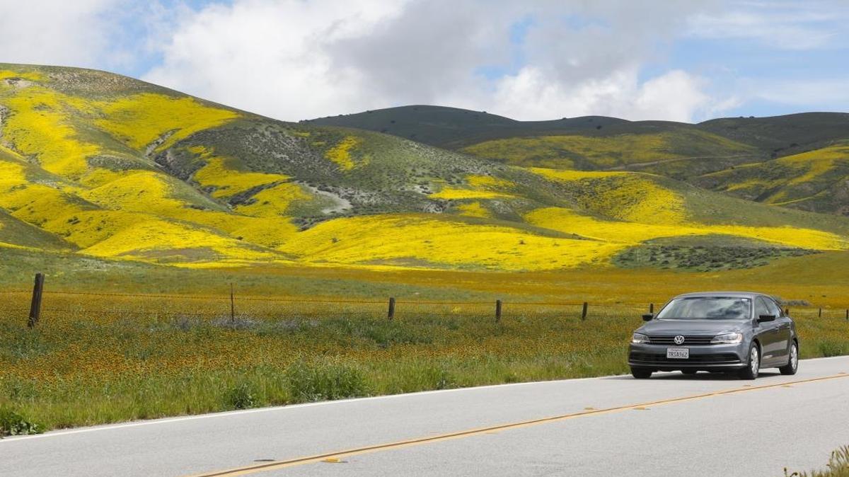 Flowers cover the Temblor Range near Carrizo Plain. Wildflower tour along Highway 58 to California Valley.