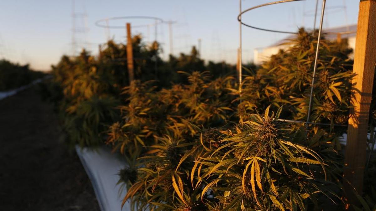 Maturing pot plants.