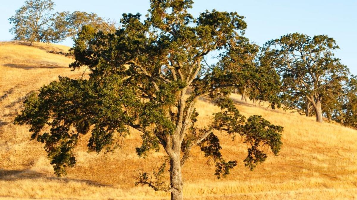 Oak trees shortly after sunrise on the Spanish Oaks ranch next to Highway 101