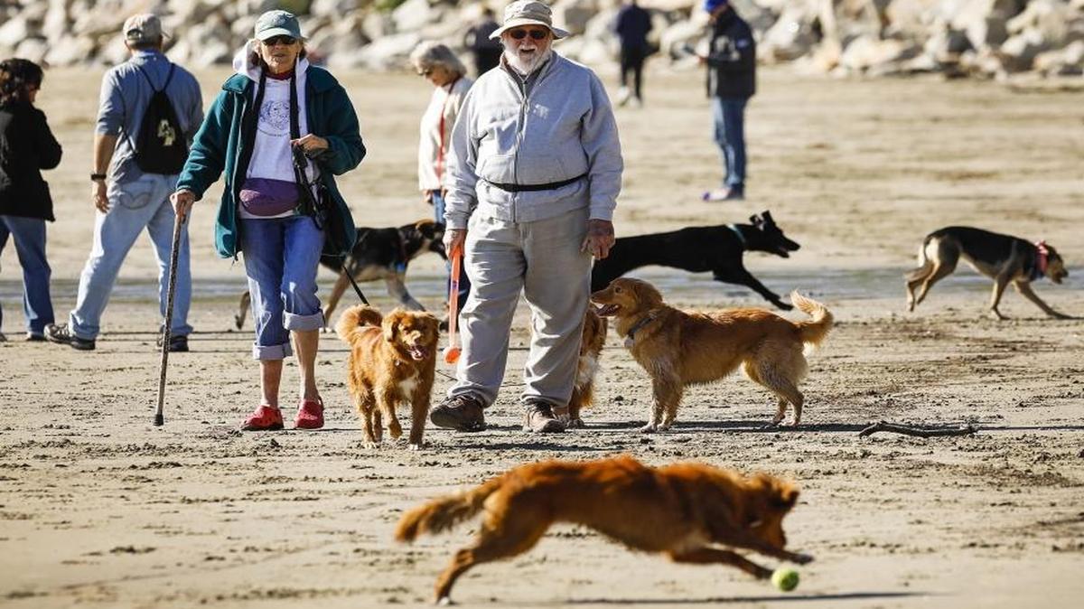 John and Carolyn Claudy, center, of Arroyo Grande, walk their dogs along with a pack of other dog owners Jan. 13, 2017, at Olde Port Beach in Port San Luis. Port San Luis Harbor District is considering changing its rules for dogs on some of its beaches, and possibly banning dogs outright.