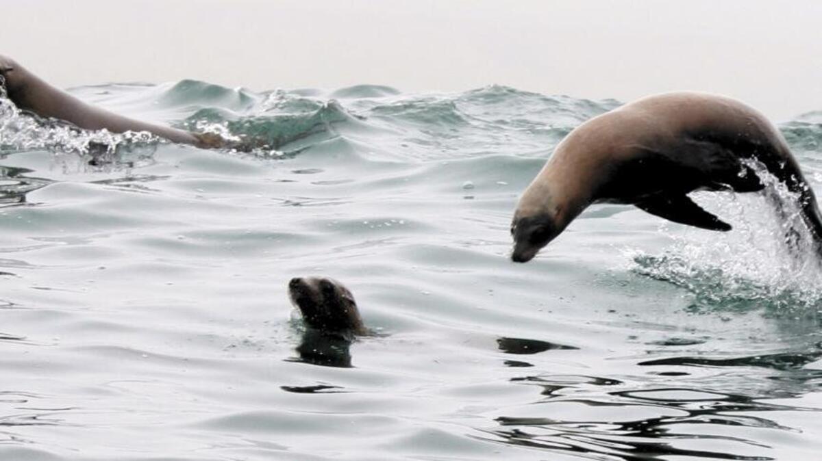 Sea lions frolic in the waters off South Cambria.