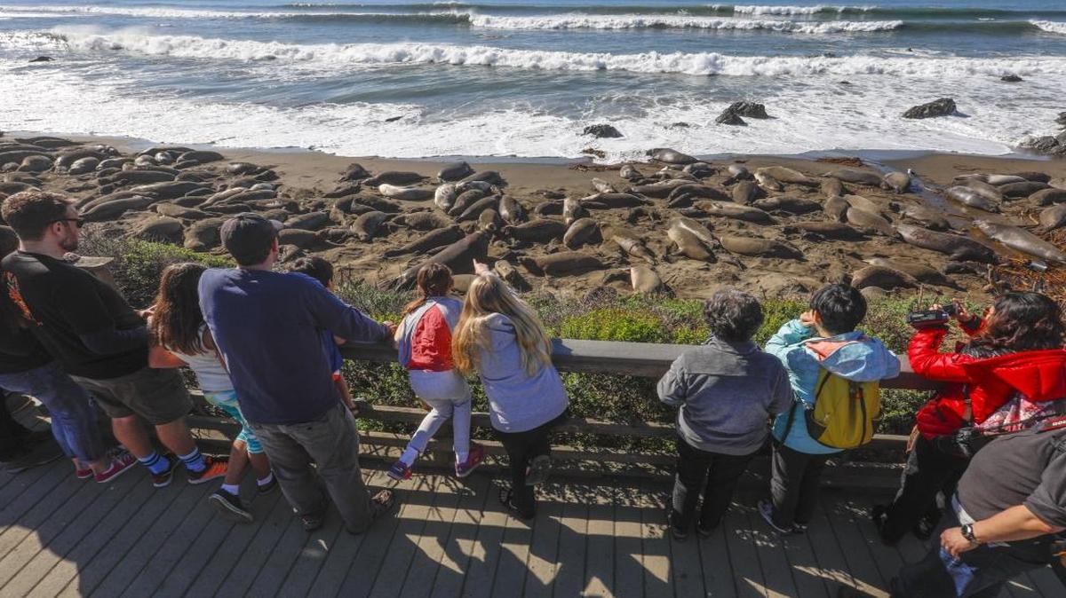 Spectators gathered to observe elephant seal pups fattening up on the beach south of Piedras Blancas Lighthouse on Jan. 28, 2017.