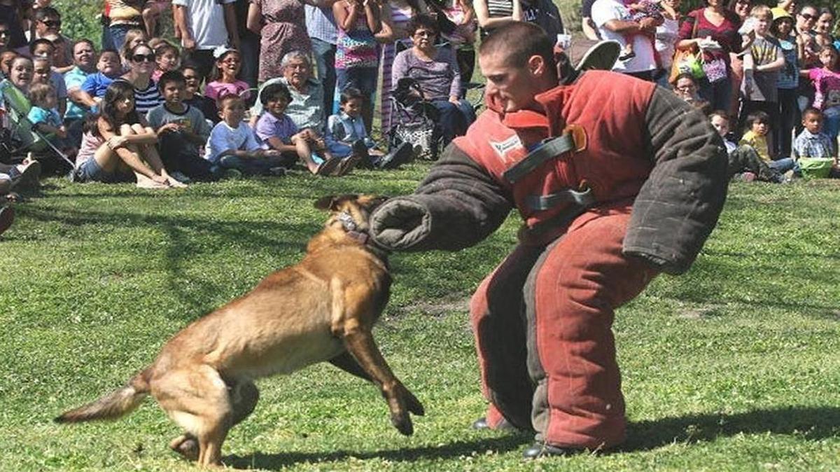 Alex Geiger performs L-9 training exercises in a bite-proof suit with a dog in Hanford in 2013. Geiger worked as a Grover Beach police officer in December when his personal dog — his former partner at a previous department — attacked two neighbors, killing one of them.