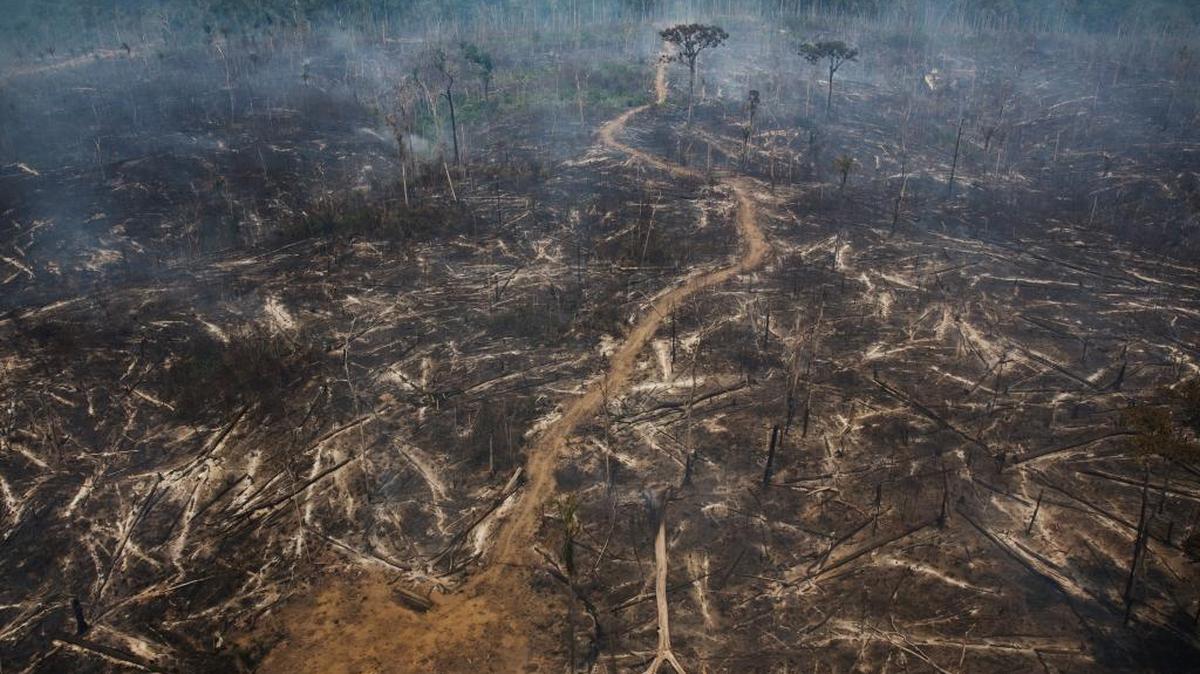 An area of the Amazon rainforest that was burned to clear land for cattle pasture, near Novo Progresso, Brazil, on Sept. 25, 2014.