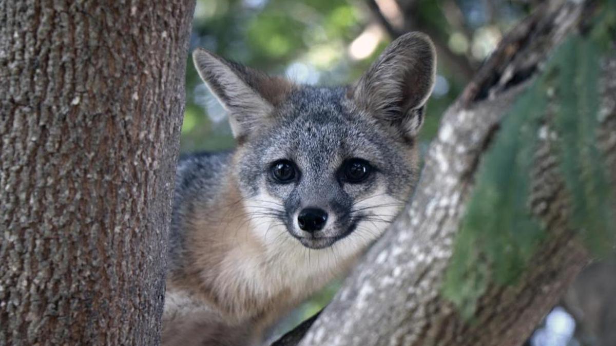 The Arroyo Grande fox