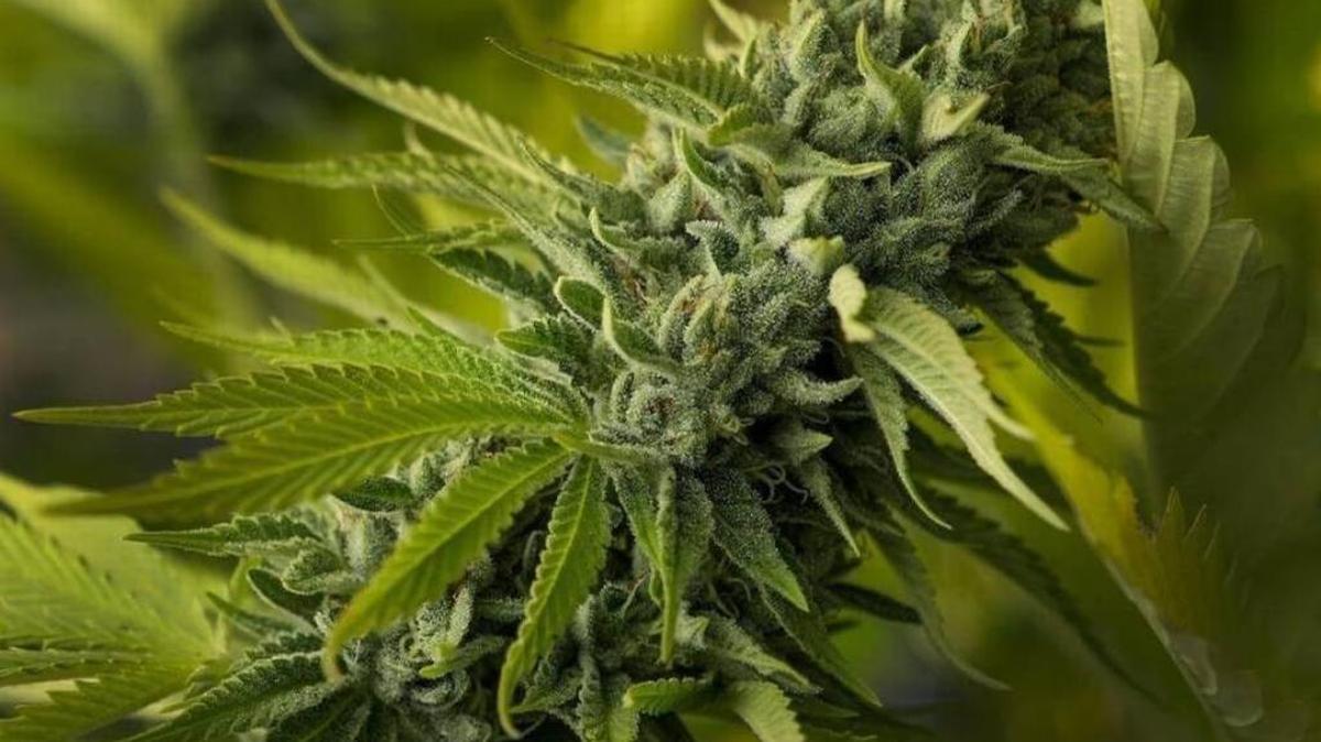 A marijuana plant at Megan’s Organic Market’s marijuana farm in Los Osos.