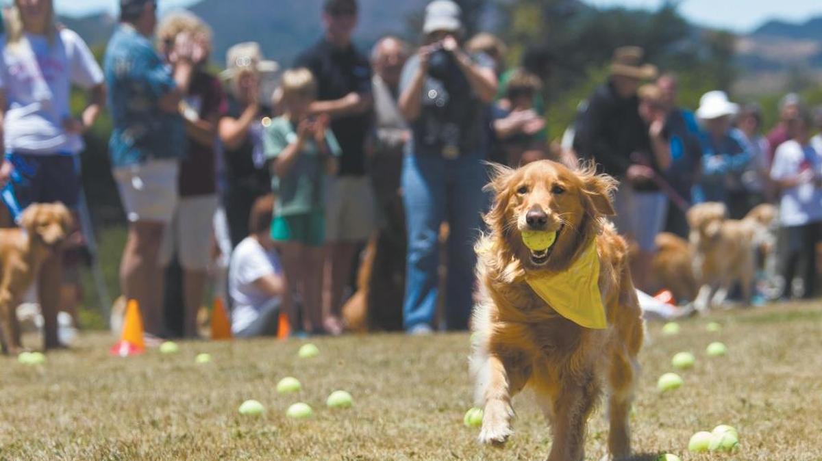 A golden retriever plays in San Luis Obispo County. Templeton Tennis Ranch donates its used balls to Vineyard Dog Park to the delight of canines.